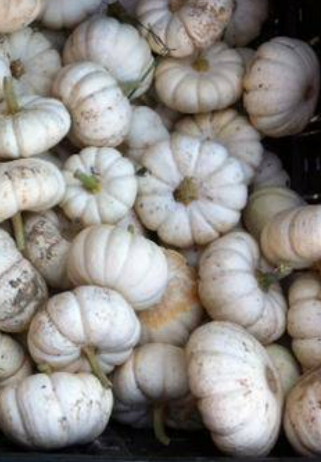 Baby Boo mini white pumpkin seeds (10 seeds)