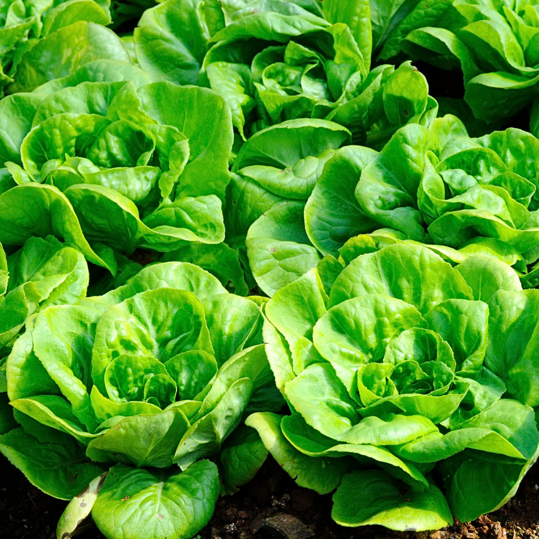 Fresh Crisp Bibb Butterhead Lettuce Seeds | Heirloom Non-GMO | Vegetable Seeds