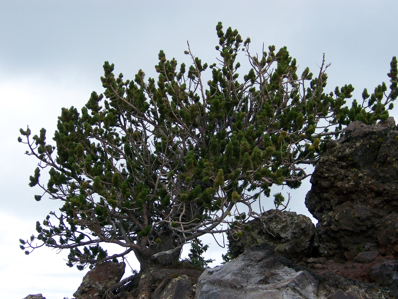 Bristlecone Pine, Pinus aristata, Tree Seeds (Hardy Evergreen, Bonsai)