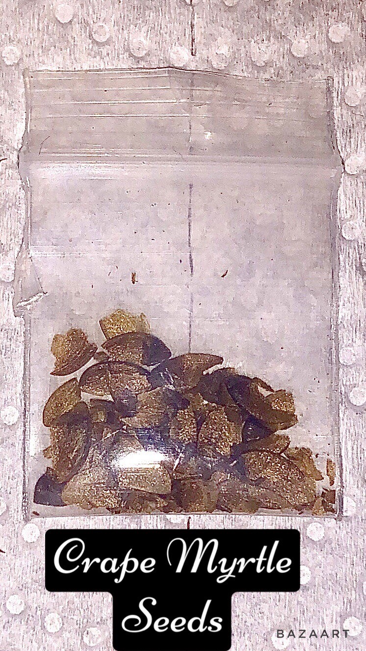 Crape Myrtle Seeds (Already sifted And sorted For Your Convenience) 25 CT.