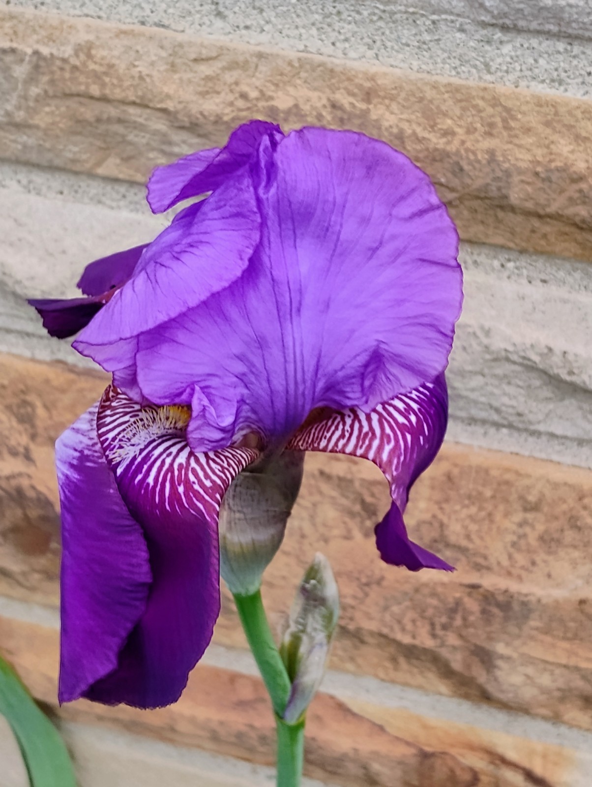 Heirloom Tall Duo Purple Bearded Irises 5 Rhizomes