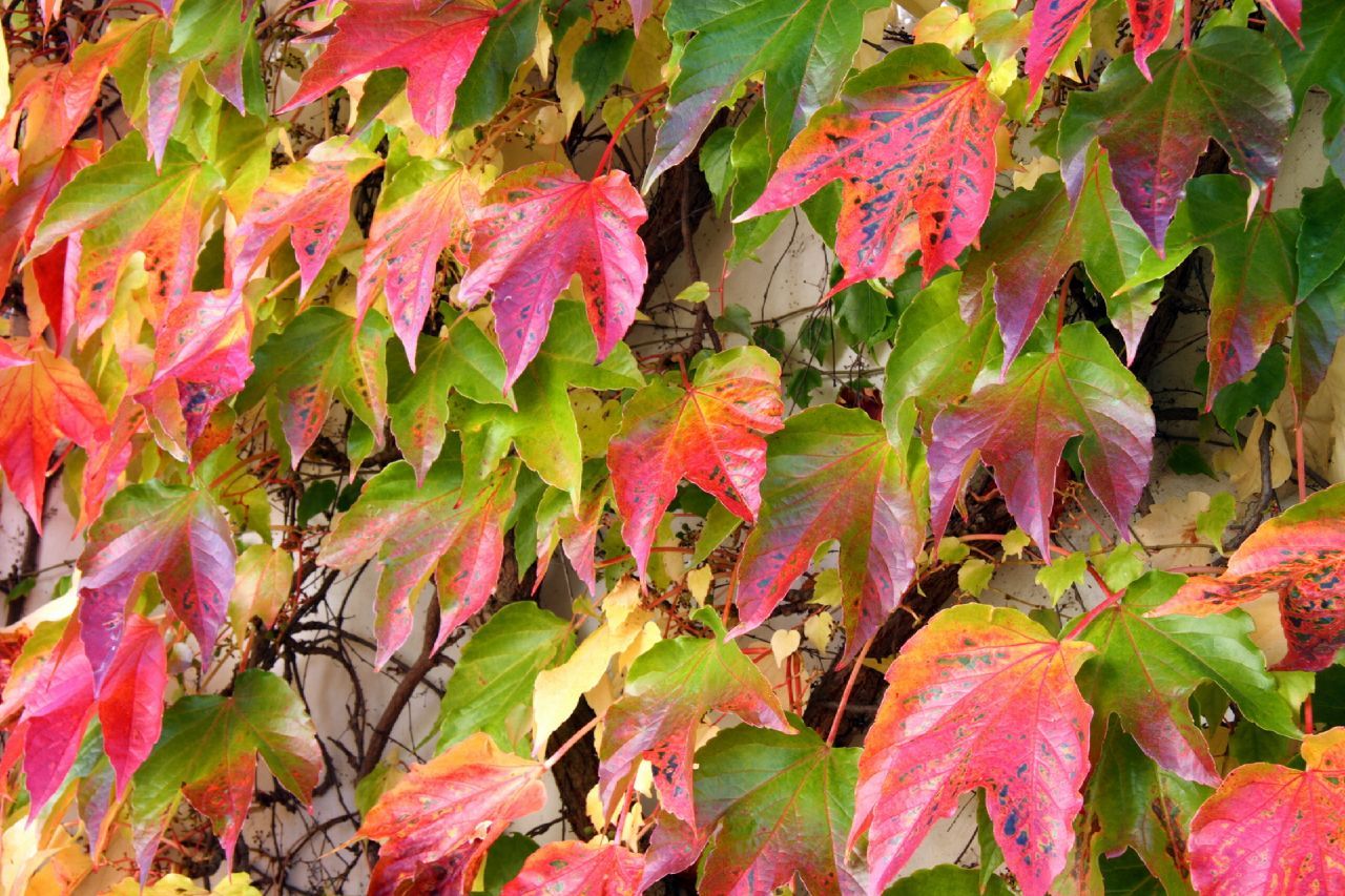 Amur Grape, Vitis amurensis, Vine Seeds
