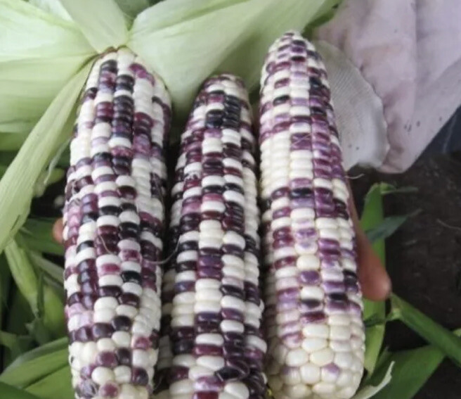 25+ Corn Purple White Corn Seeds. Organic. Non-GMO. Just Harvest.