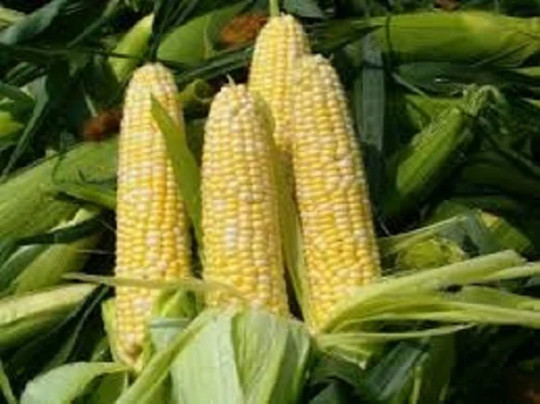 Peaches & Cream Hybrid Bi-Color Sweet Corn Non Gmo