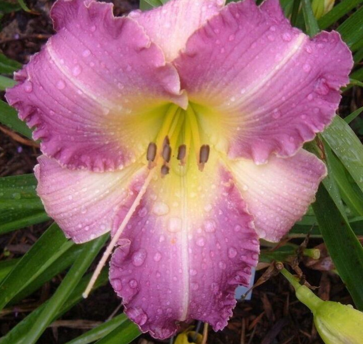 DayLily ( 2 ) LAVENDER BLUSH ReBlooming Perennial Flower Bulb Bare Root Plants