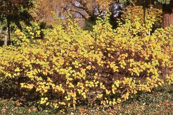 Sargent’s Crabapple Tree | Premium Seeds | Malus sargentii ‘Spring’ | Plants’®