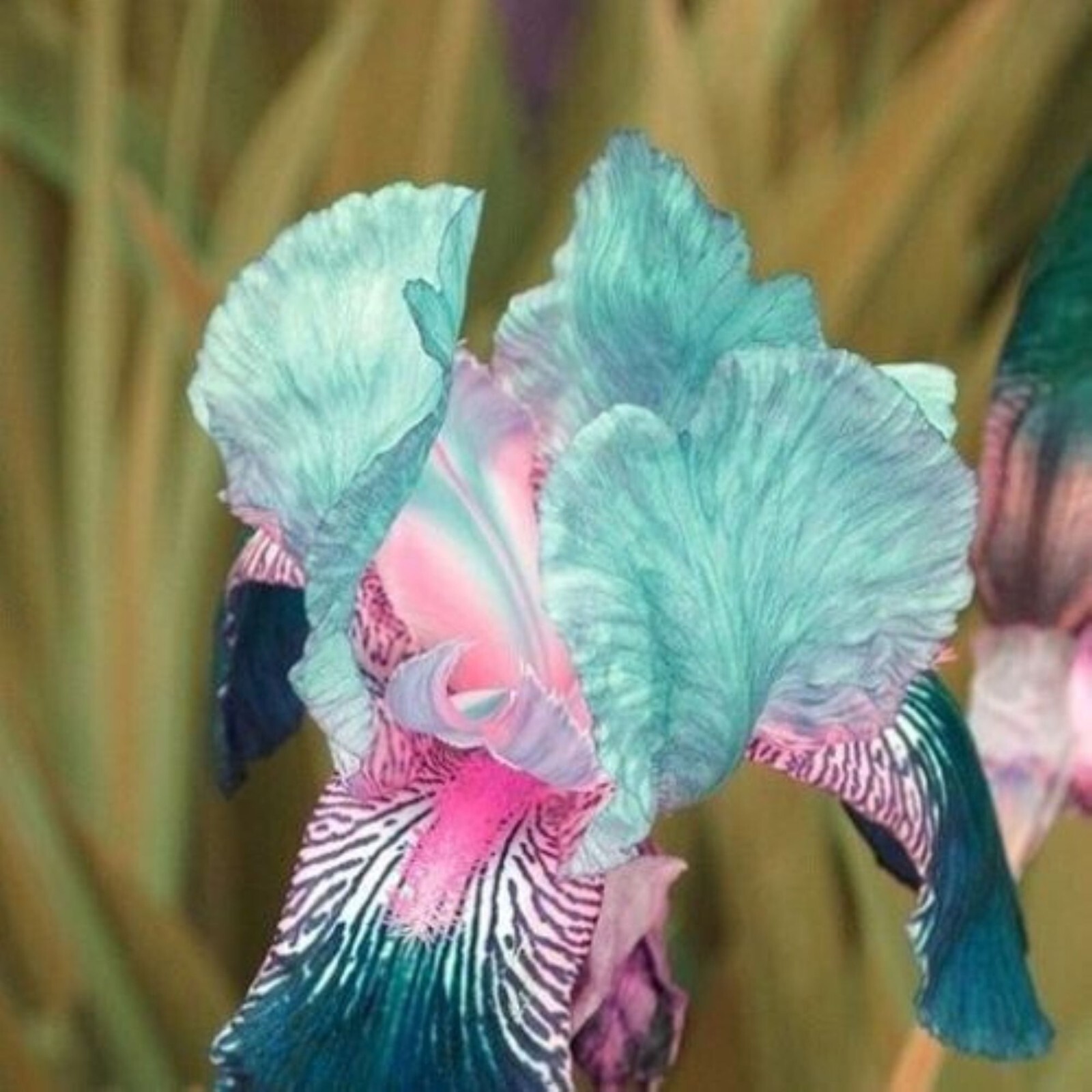 100 Iris Seeds Much Less Money Than Bulbs ..