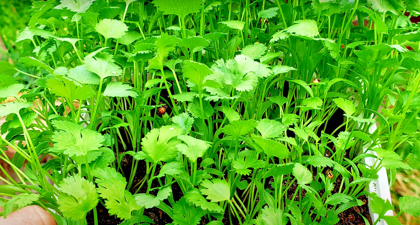 🌿300+ CILANTRO SEEDS | AUTUMN HERB GARDEN | PEST BUG REPELLENT | NON-GMO | US🌿