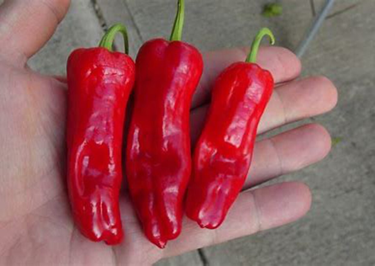 ITALIAN PEPPERONCINI_ SUBONI’S “TUSCANY” PEPPERS- 20_SEEDS NON-GMO Red Heirloom