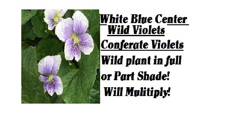 WILD Conderate White With Blue Center VIOLET Flowers Over 25 + SEEDS USA Seller