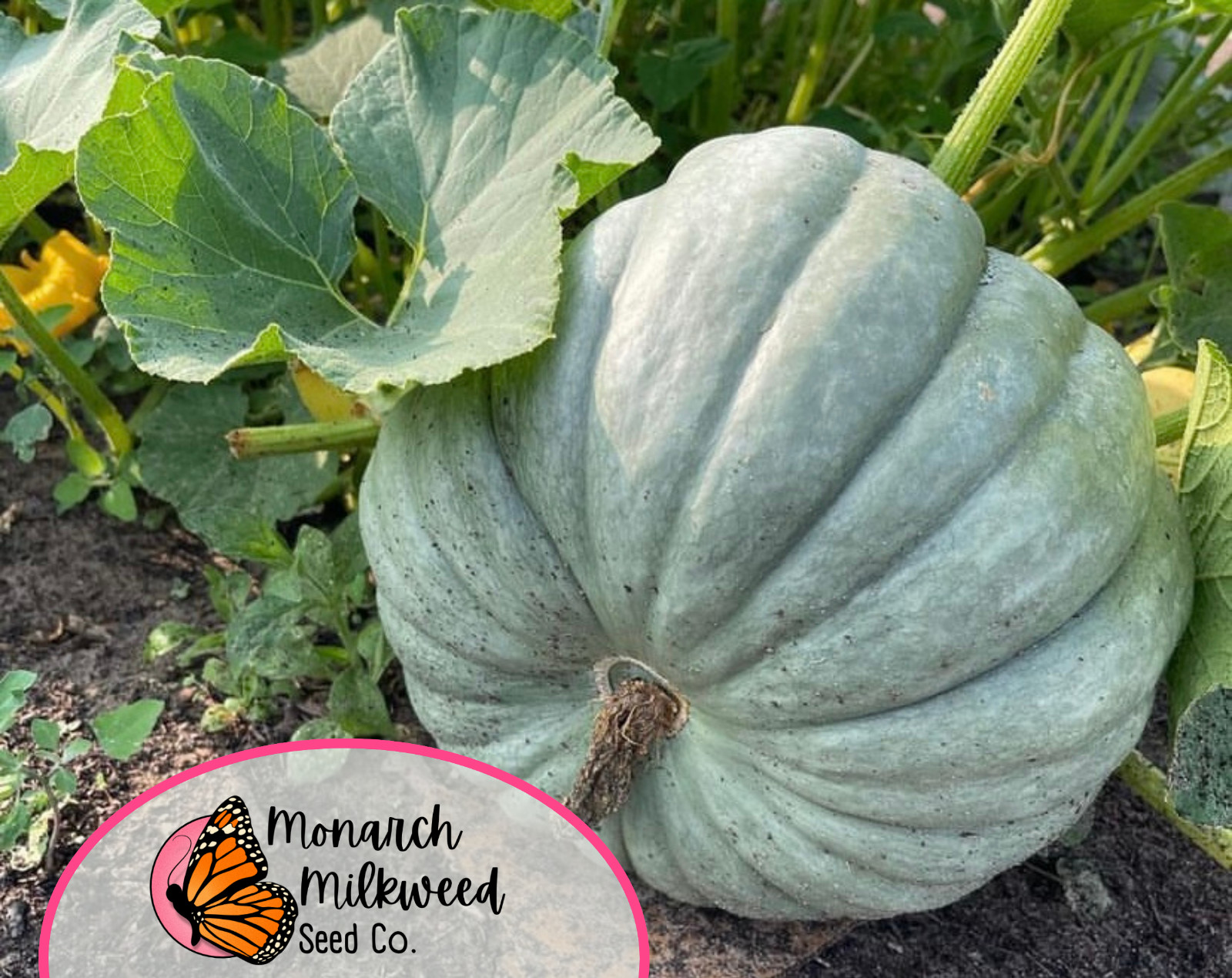 12+ Pumpkin Seeds ‘Jarrahdale’ | RARE Heirloom, Non-GMO, Vegetable Garden, USA