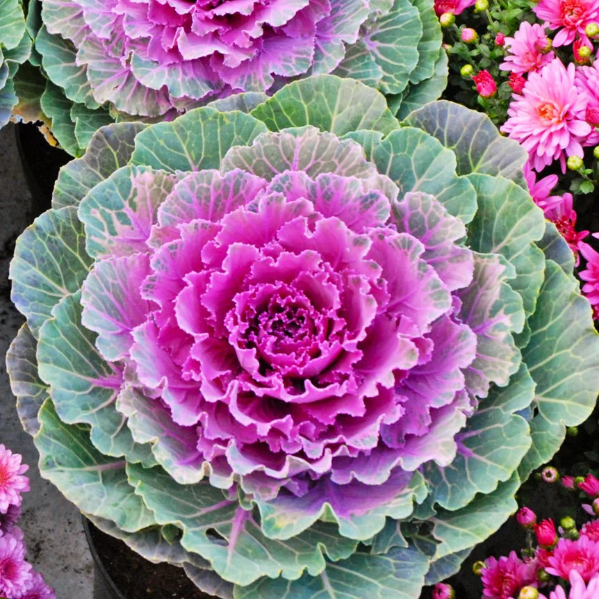 Smooth Mix Ornamental Cabbage (Kale) Seeds – For 2026 Planting Round-Leaf Pink