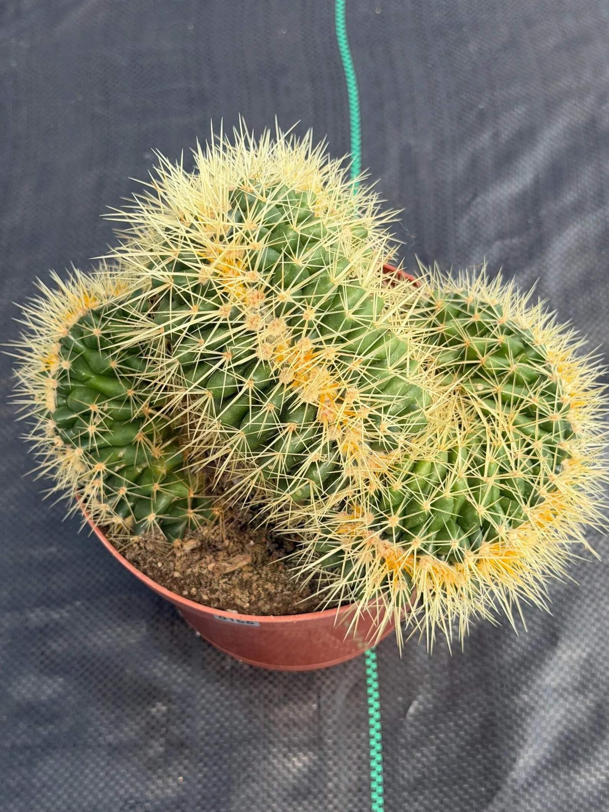 Crested Golden Barrel Cactus – Rare Large Specimen | Collector’s Live Plant #165