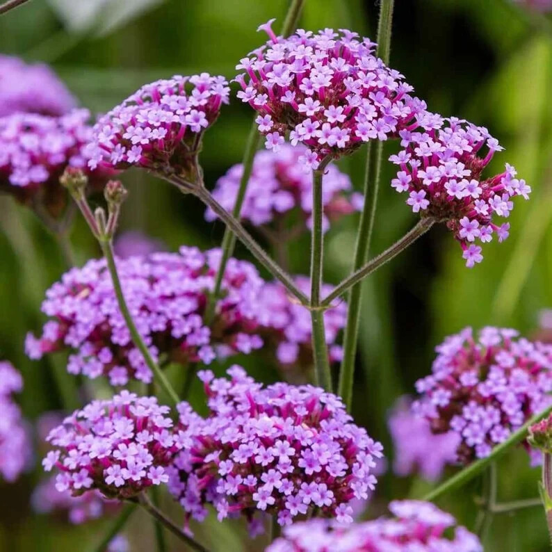 100 Purpletop Verbena Seeds. Perennial. USA Seeds. Organic. Ships free