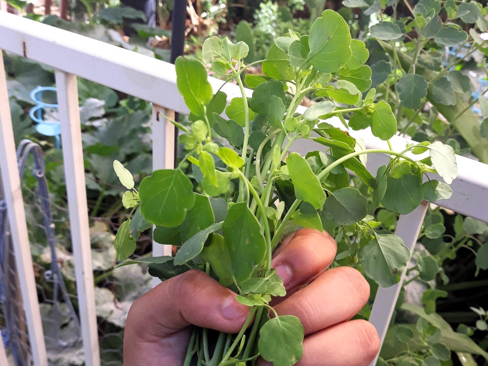 25 PAPALO Yerba Porosa, Summer Cilantro, Bolivian Coriander, Porophyllum Seeds