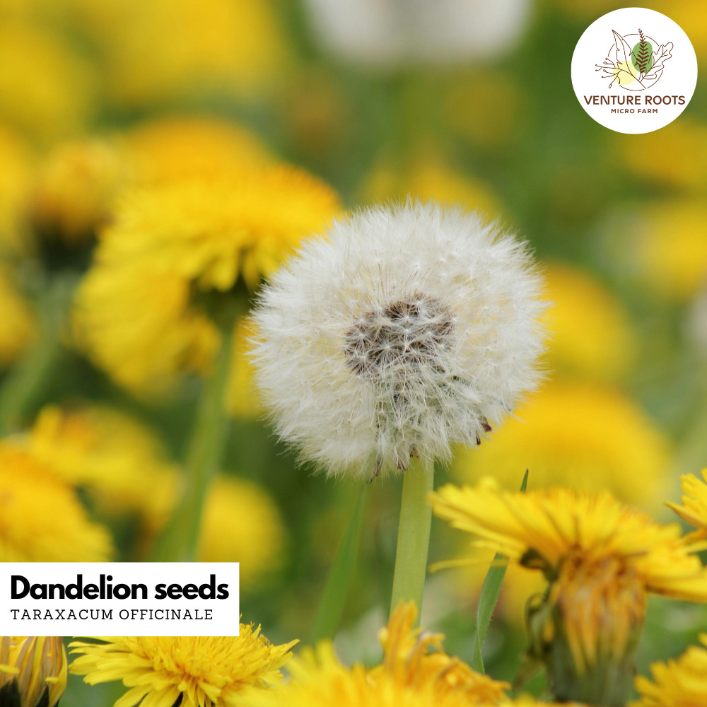 Dandelion Seeds – Taraxacum officinale | Medicinal Herb, Non-GMO seed