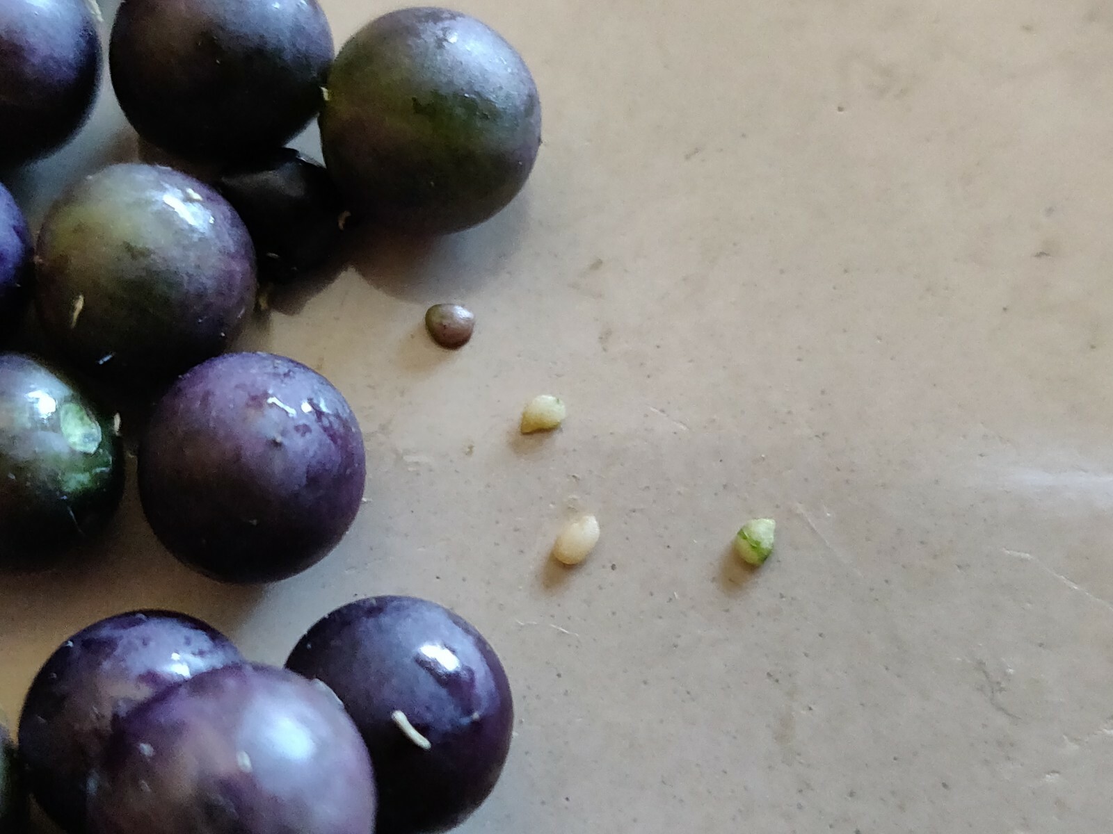 400 Semillas De Hierba Mora Macuy Orgánicas/400 Nightshade Organic Seeds