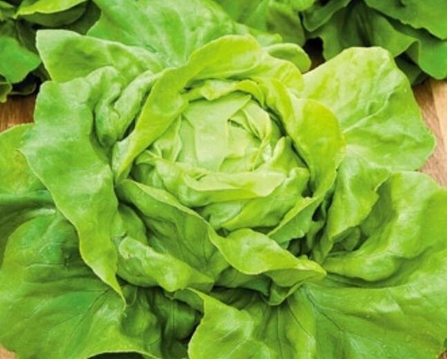 2000+ Buttercrunch Lettuce Seeds | Vegetable Seeds | Organic NON-GMO | for 2024
