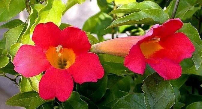 100+ Hardy Red/Orange Trumpet Vine (Campsis radicans) Seeds Attract Hummingbirds