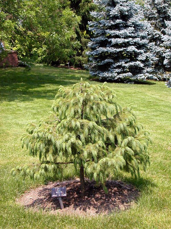 Himalayan Spruce Tree Seeds (Picea smithiana) Weeping Morinda Evergreen/Bonsai