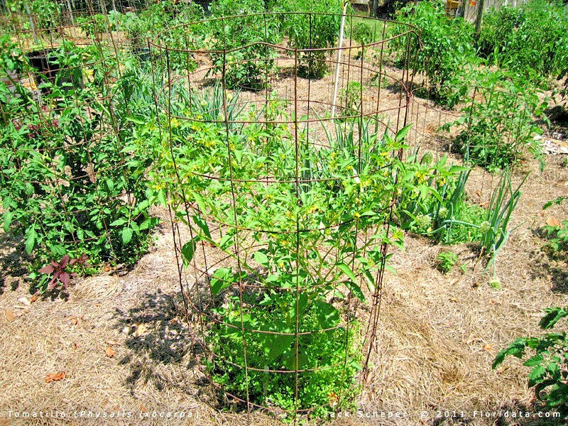 50+PURPLE DE MILPA TOMATILLO Seed Organic Summer Vegetable Garden Container Easy