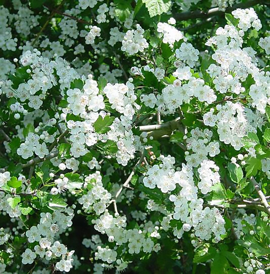 English Hawthorn, Crataegus laevigata, Tree Seeds (Edible, Hardy, Showy)
