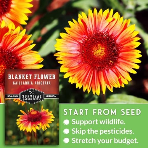 Blanket Flower Seeds for Planting – Perennial Gaillardia Aristata Firewheel 2