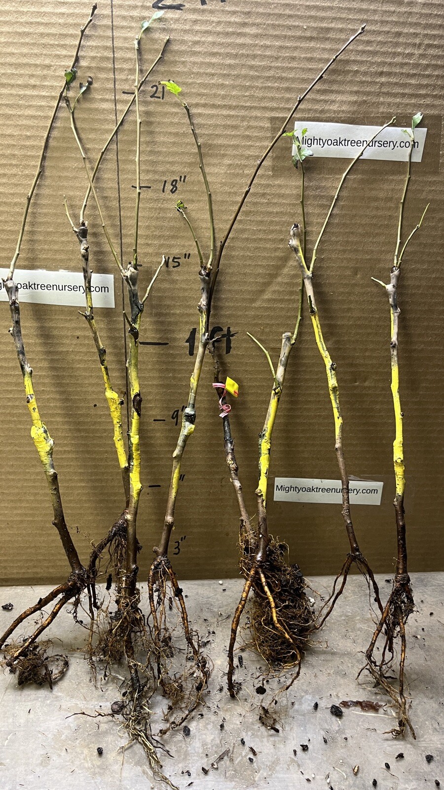 1 grafted tree Hendre Huffcap Cider Pear plant 15-18” tall