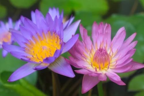 160+ Bowl Lotus Seeds for Planting – Water Lily Seeds, Non-GMO Aquatic Plant,…