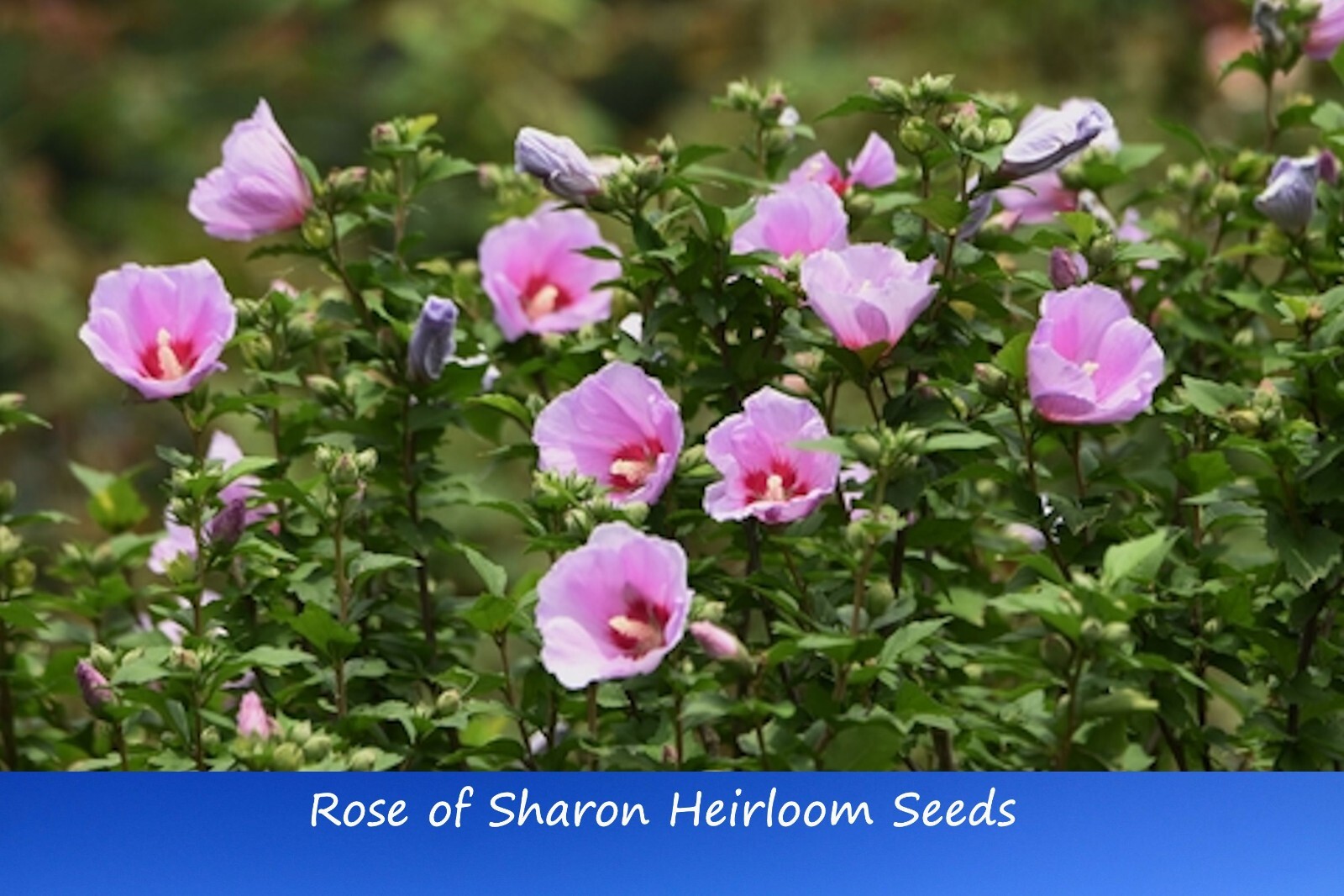 Tropical Seeds — Rose of Sharon-20 Heirloom Seeds- Multi-use Plant Shrub