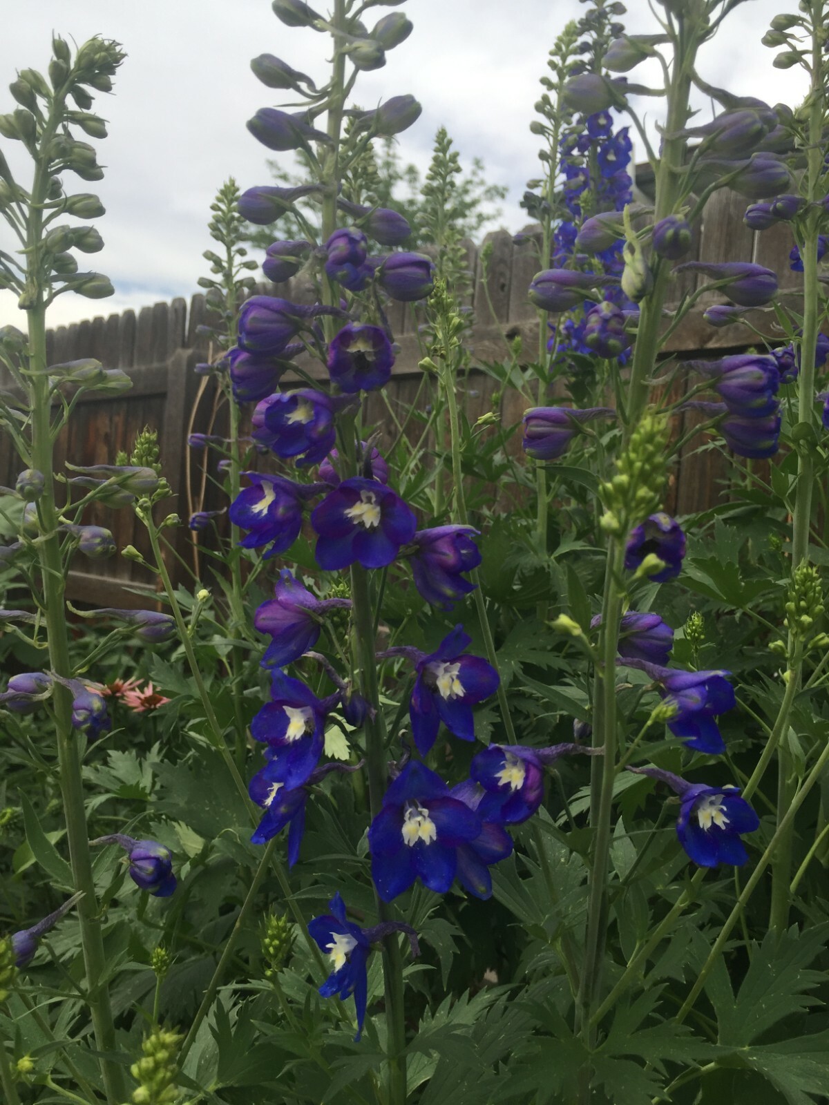 300 seeds DELPHINIUM KING ARTHUR ROYAL BLUE Tall perennial +gift
