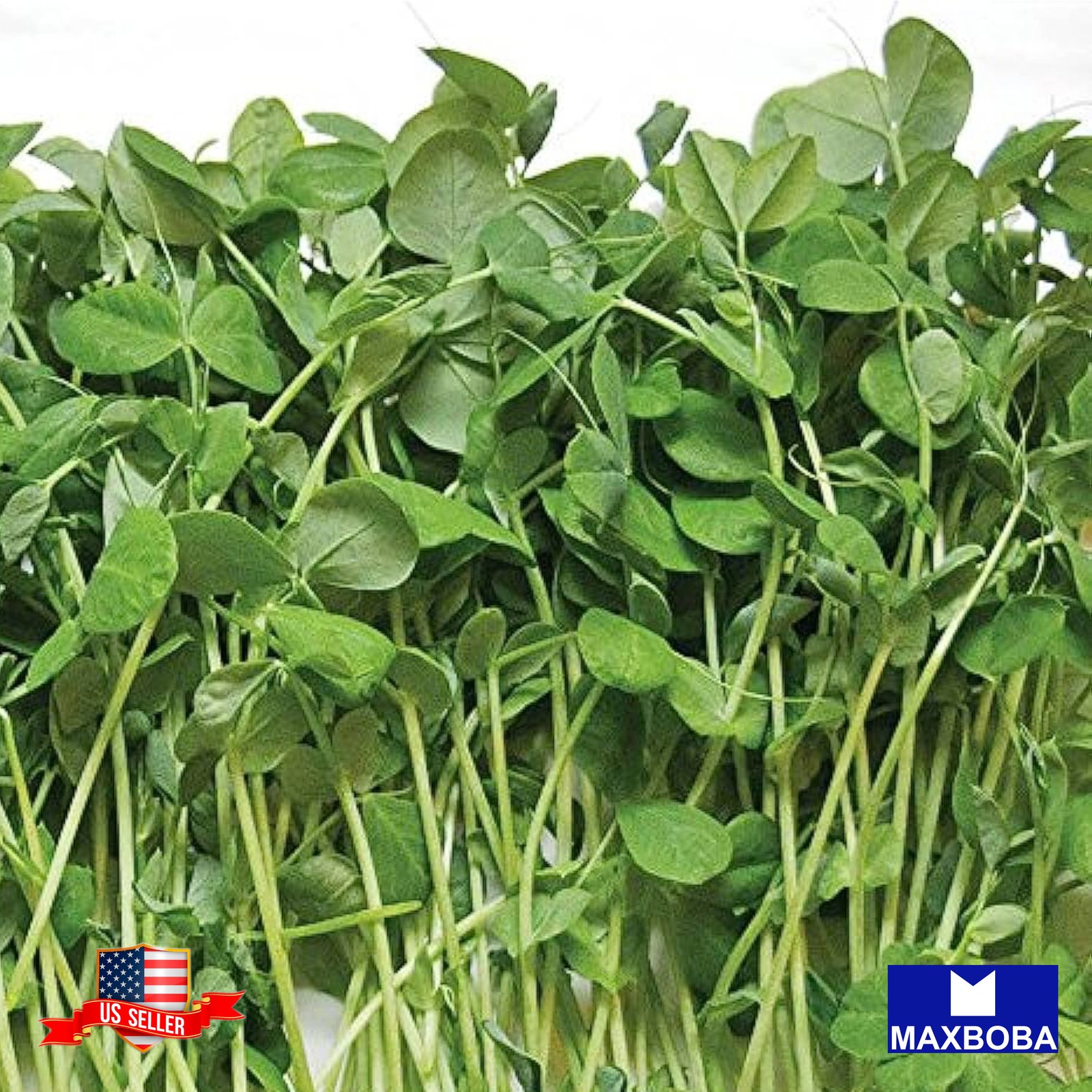 Pea Green Microgreens 144 Seeds Organic Heirloom Non-GMO