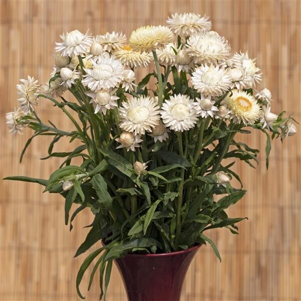 Strawflower King Size Frosted Sulpher – 25 Seeds, Non-GMO