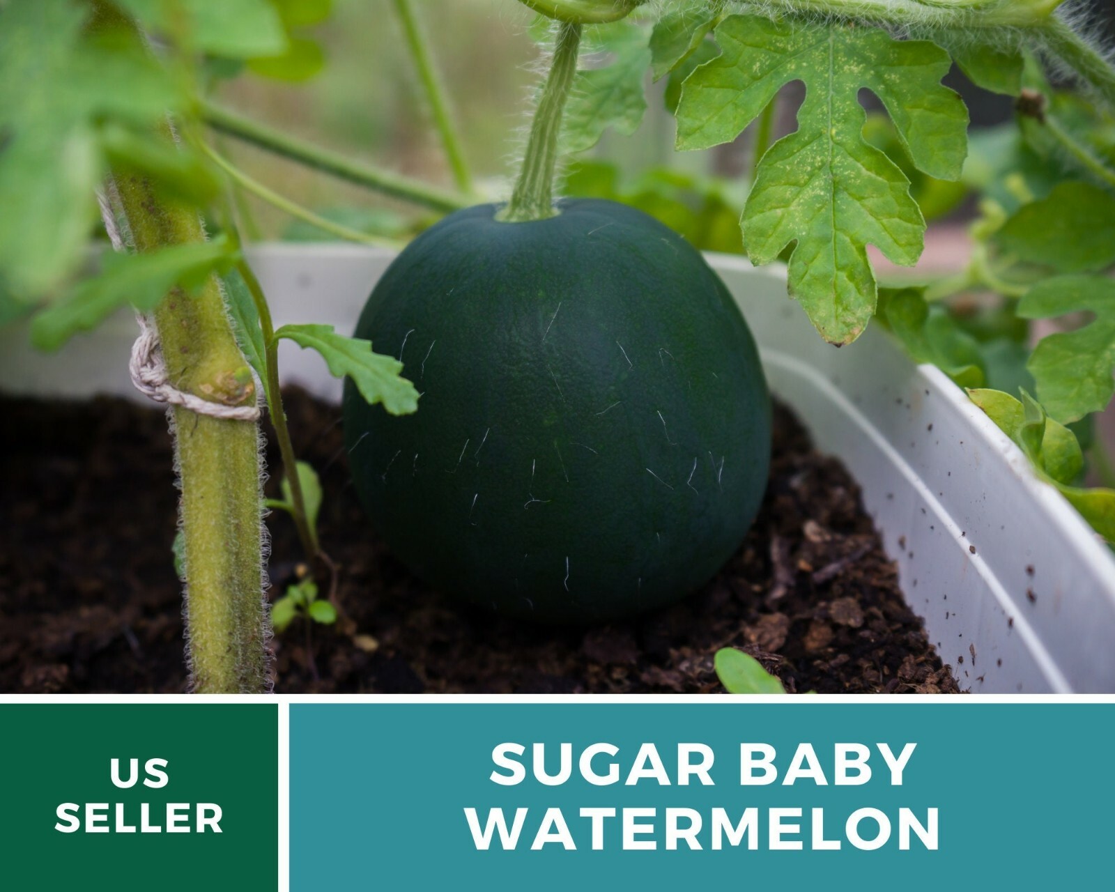 Watermelon, Sugar Baby – 25 Seeds – Heirloom – Open Pollinated – GMO Free (Citru