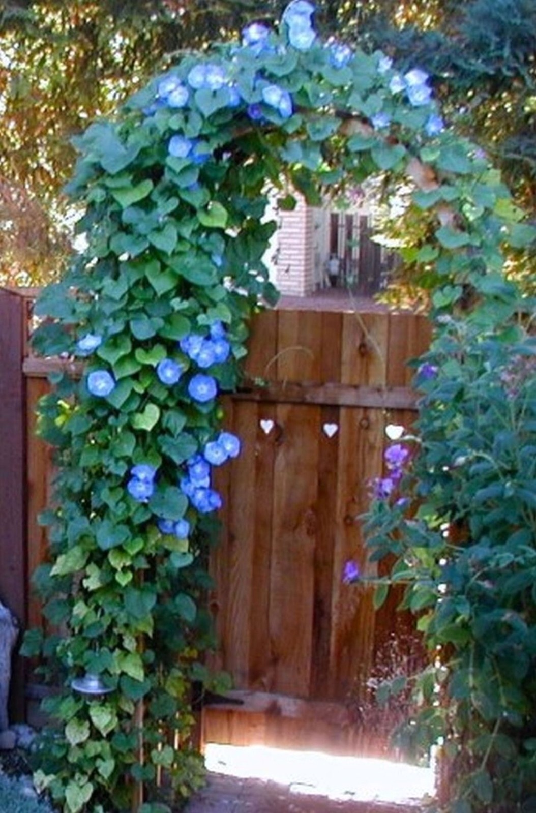 10 MORNING GLORY Seeds Heavenly Blue Ascending Vines Bell Flower Climbs Zone3-10