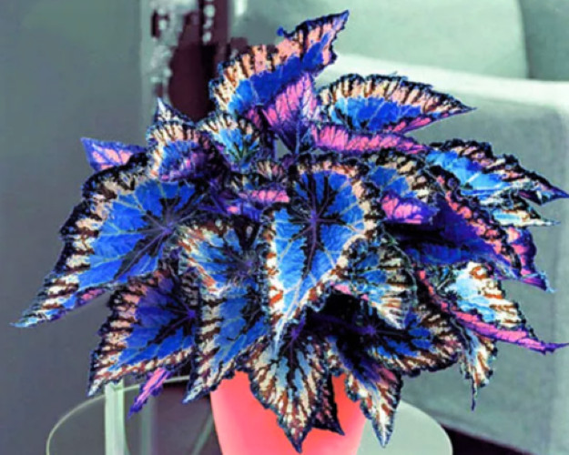 50 Heirloom Coleus Seeds Beautiful Mix Color Flower Plant.
