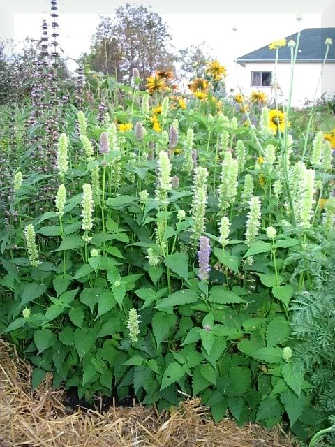 500 GIANT YELLOW HYSSOP Agastache Nepetoides Herb Flower Seeds *Flat S/H