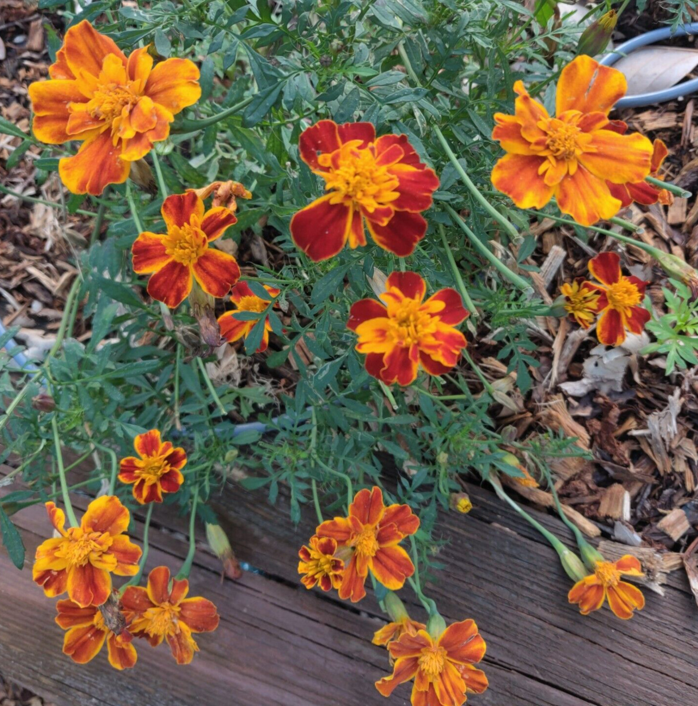 Sparky Mix Marigold Seeds / 200+ / Free Shipping