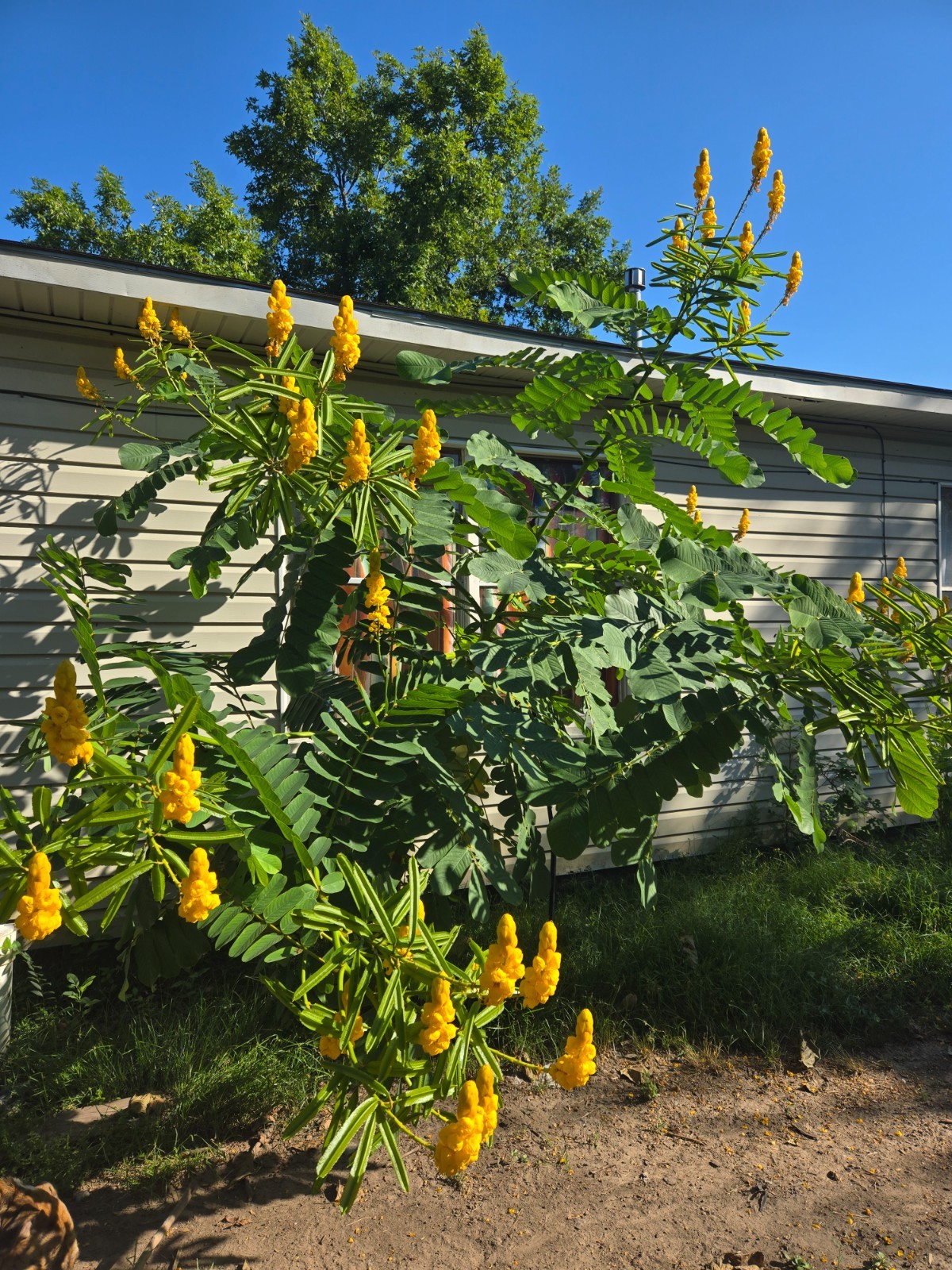 Cassia Alata Senna CANDLESTICK plant – 25 SEEDS