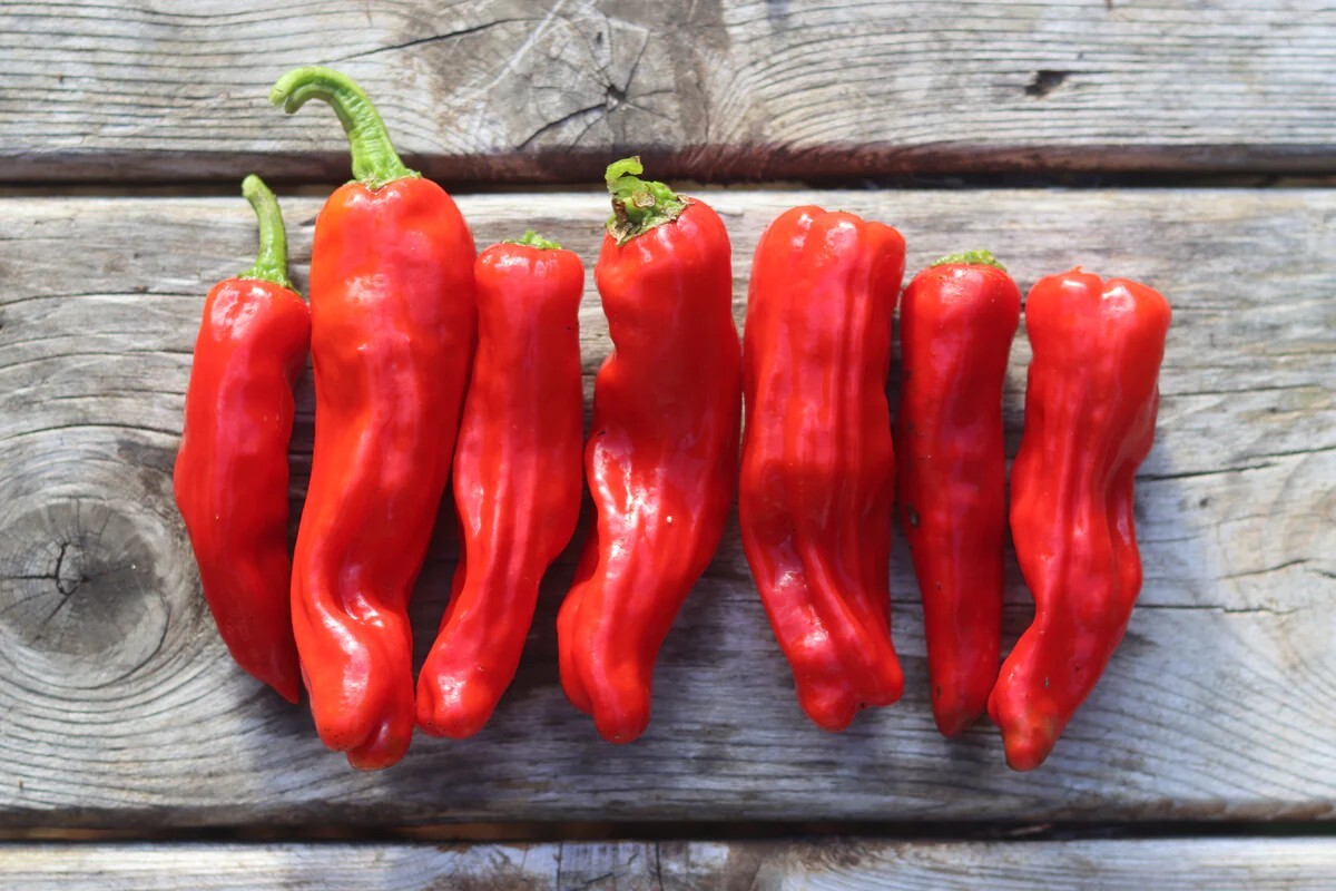 25 Fresh Heirloom Italian Pepperoncini Premium Pepper Seeds-A 38