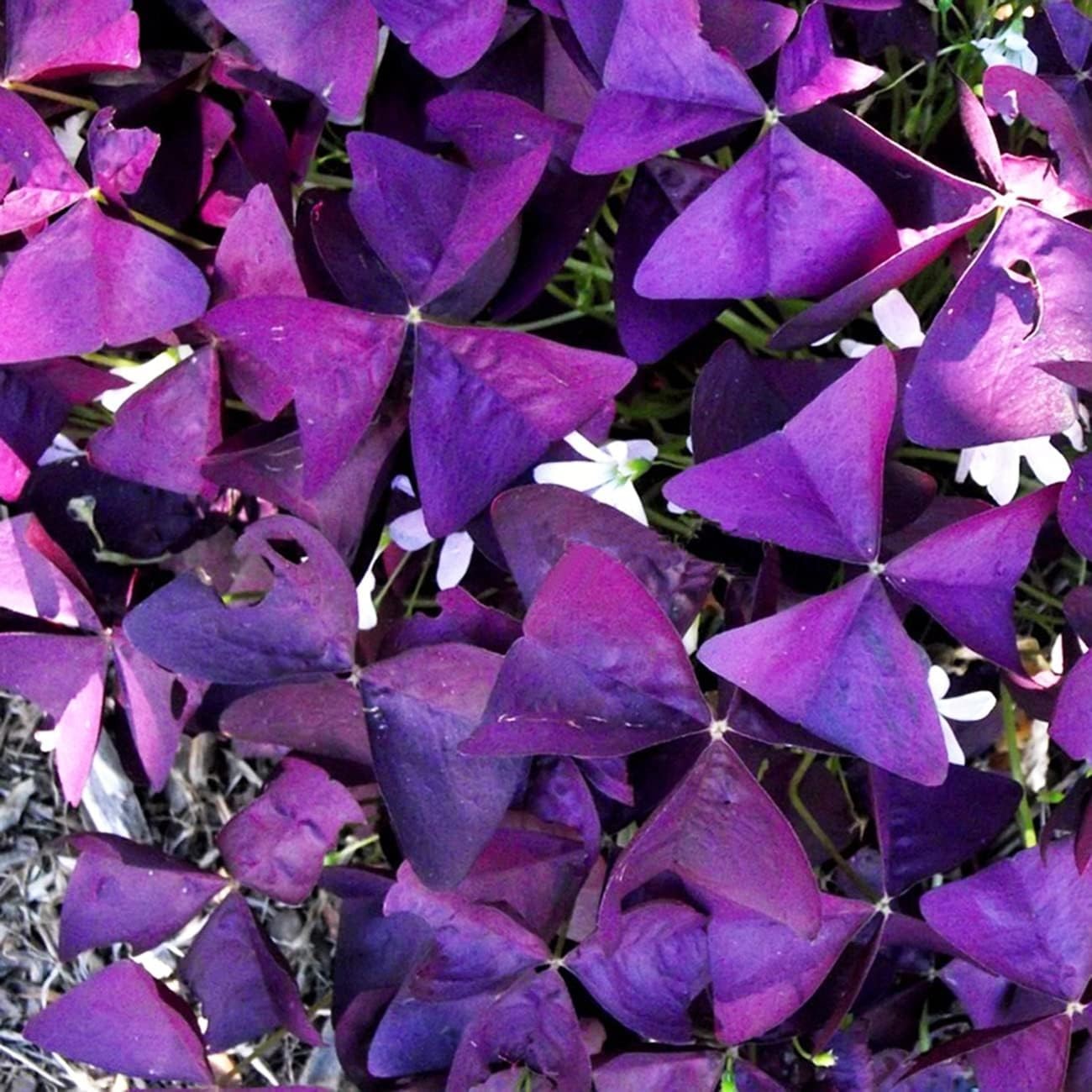 GMO-Free 12+ Purple Shamrock Bulbs for -Round Indoor & Outdoor Blooming