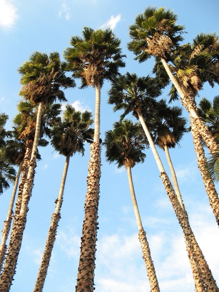 100+ MEXICAN FAN PALM TREE SEEDS, WASHINGTON ROBUSTA Harvested And Cleaned 2025