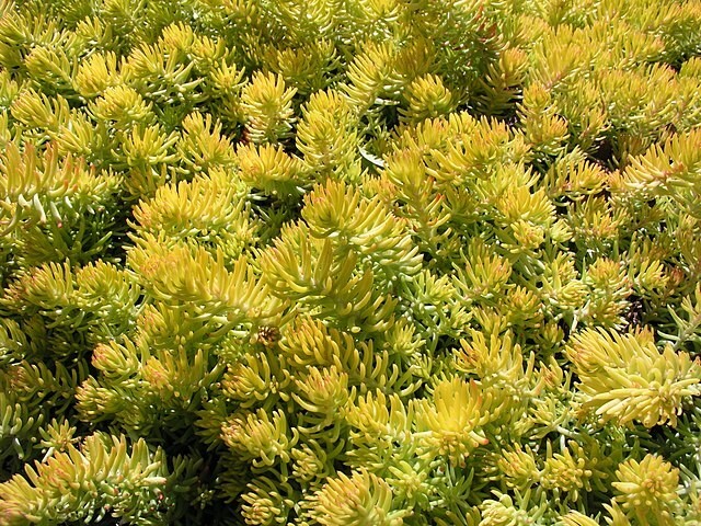 SEDUM ANGELINA 200 SEEDS, HARDY SEDUM, YELLOW FLOWERS IN SUMMER, EZ TO GROW.