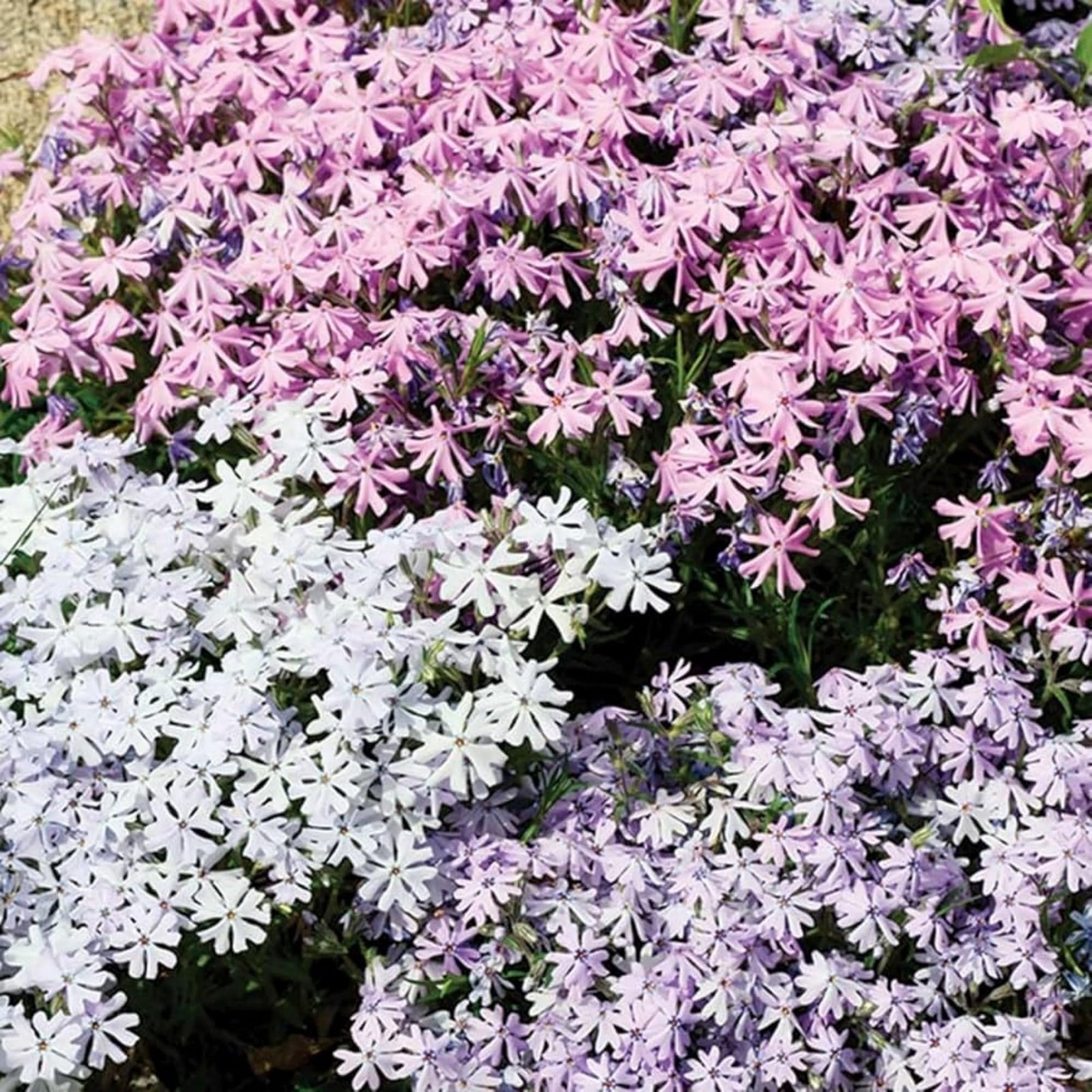 1200+ Creeping Phlox Seeds for Planting – Annual Phlox Seeds Perennial Ground…