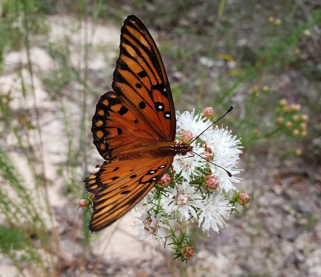 Summer Farewell | 25 Seeds | Dalea pinnata | Florida Native Flower | Gulf Coast