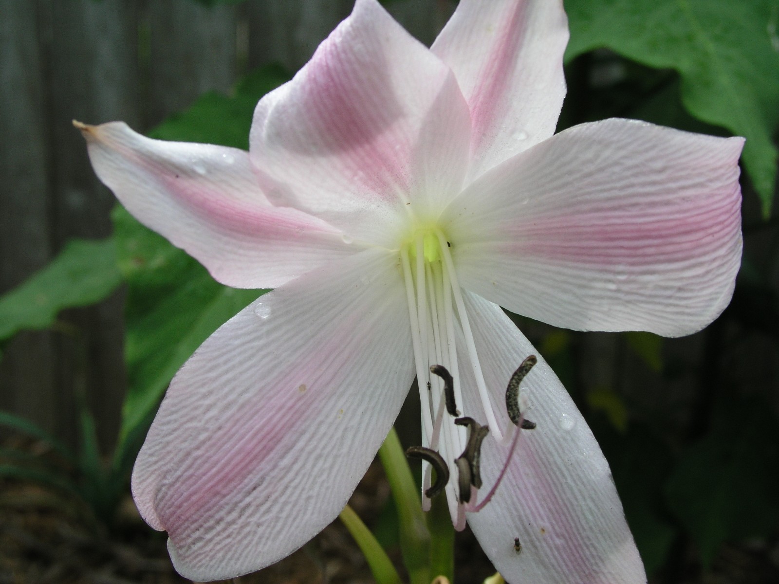 Crinum Lily, Worsleyi, medium-size bulb, NEW