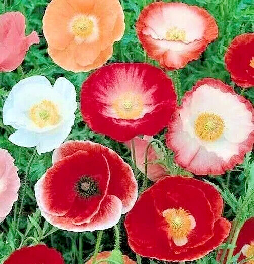 DOUBLE SHIRLEY POPPY FLOWER SEEDS 1000+ annual MIXED COLORS garden Free Shipping
