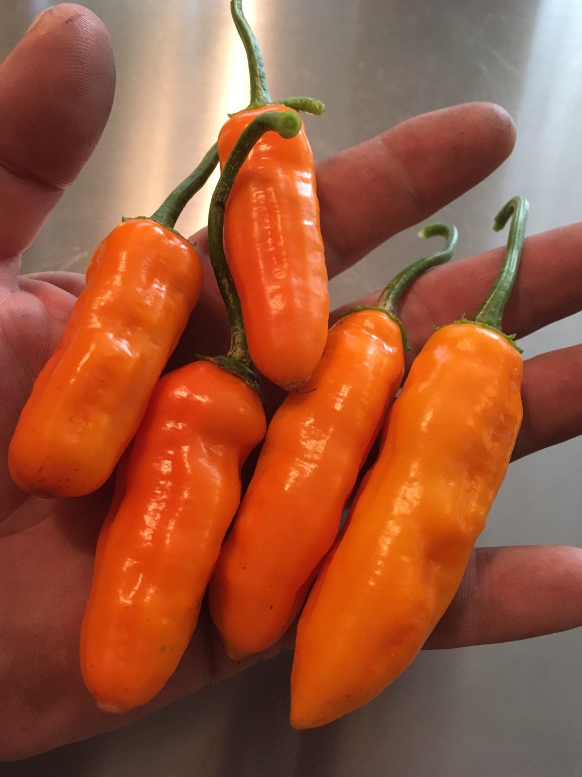 15 QUEEN LAURIE PEPPER SEED RARE SWEET-MEDIUM HOT PERFECT FOR STUFFED PEPPERS