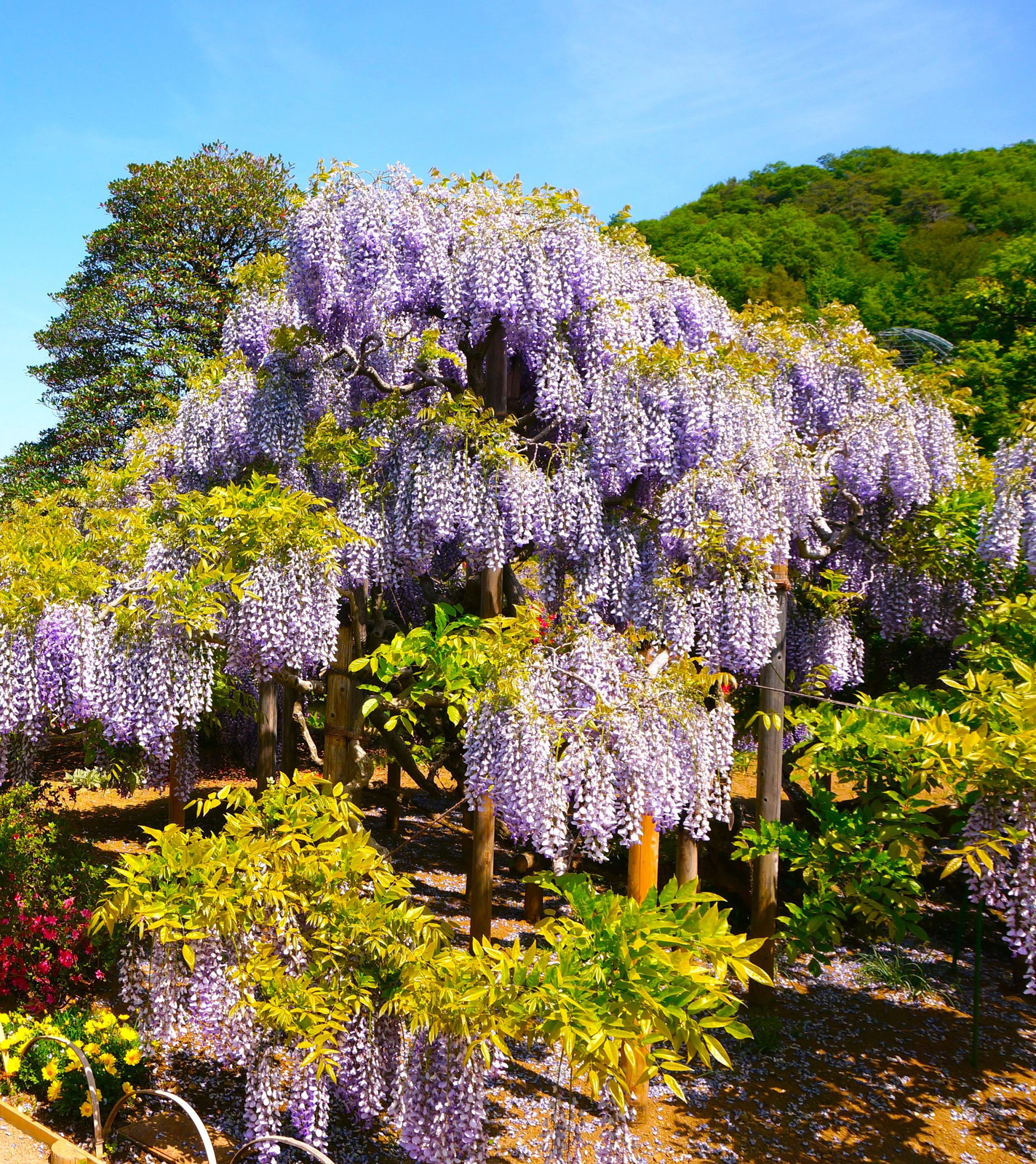 Blue Chinese Wisteria Seeds – For 2025 Planting Wisteria Sinensis Climber