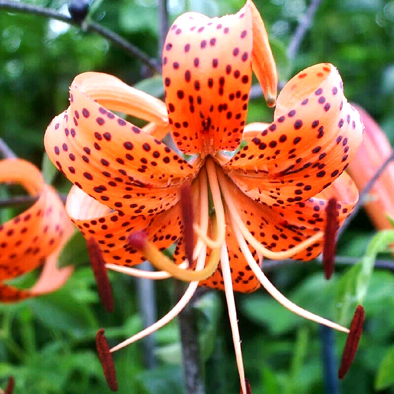 Lily Flower Bulbs Tiger Lilies 5 Large Orange Black Florist Flowers Spring Plant